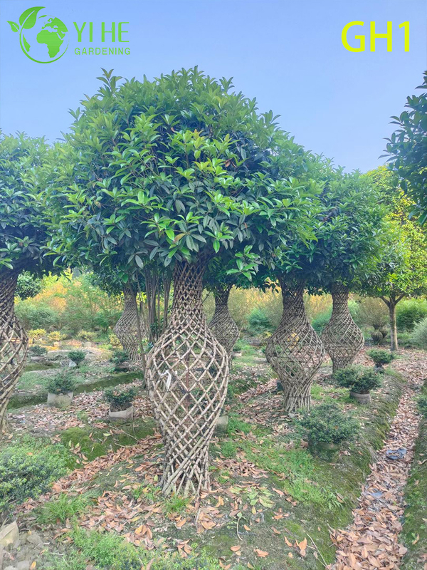 Ornamental Vase - Shaped Osmanthus Fragrans Tree, Mature Decorative Outdoor Plant