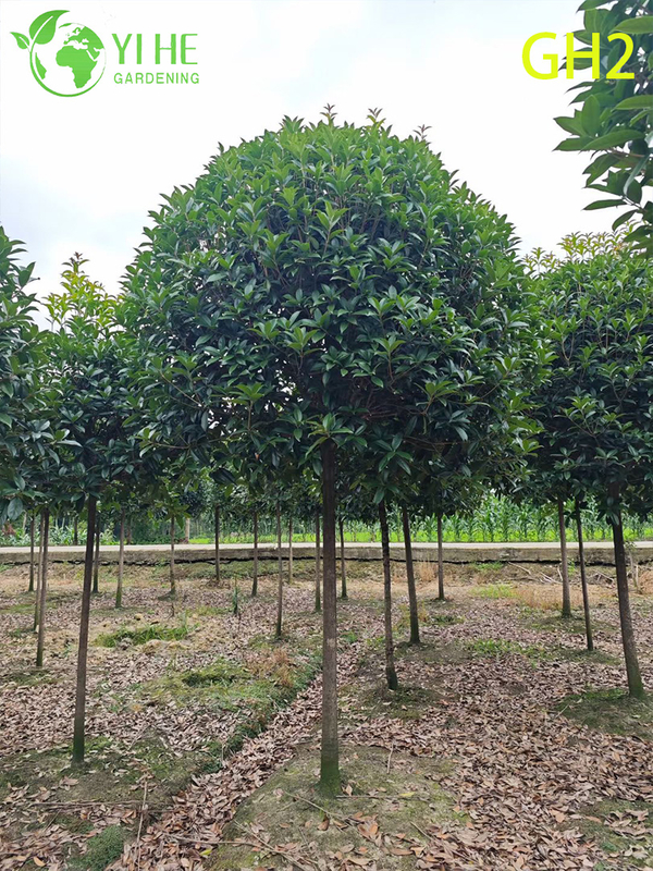 Globular - Shaped Mature Osmanthus Fragrans Ornamental Tree