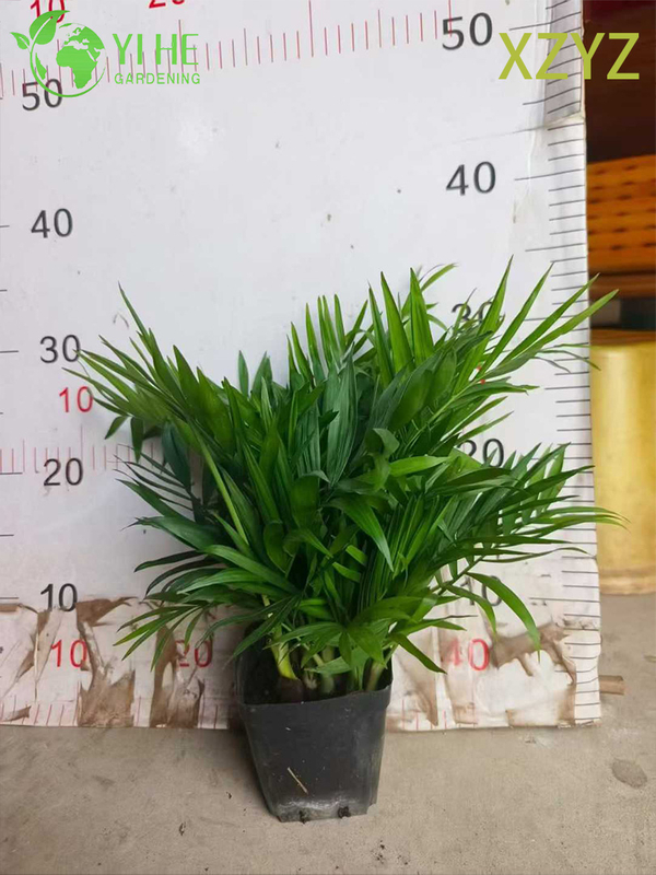Compact Green Chamaedorea elegans for Indoor Tropical Accents Plant