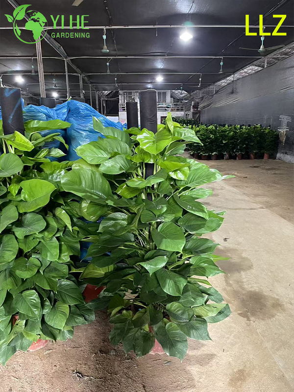 Evergreen Large - Leaf Pothos Pole for Indoor Air Purification Plant