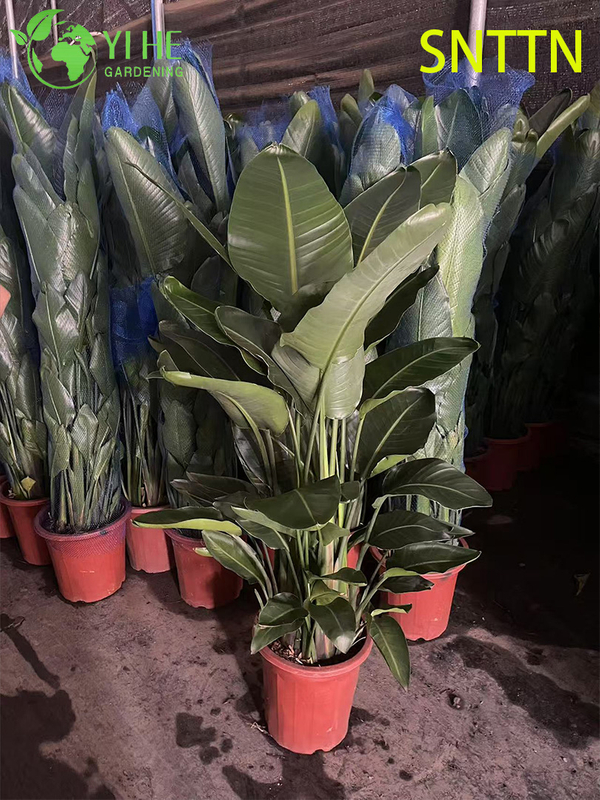 Large - Leaf Indoor Strelitzia Nicolai for Tropical Decor Plant