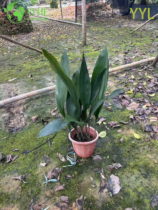 Hardy Evergreen Aspidistra elatior for Shade Gardens & Indoor Decor Plant