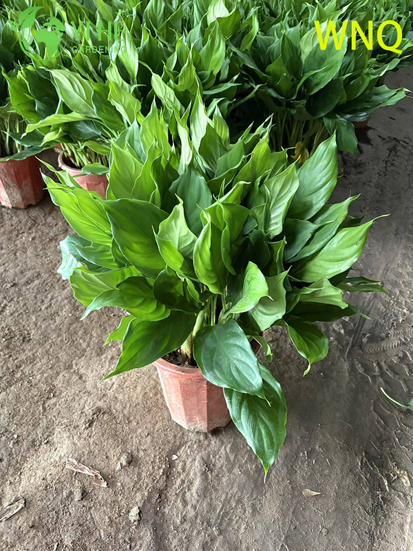 Variegated Evergreen Dieffenbachia sp. for Indoor Decor Plant