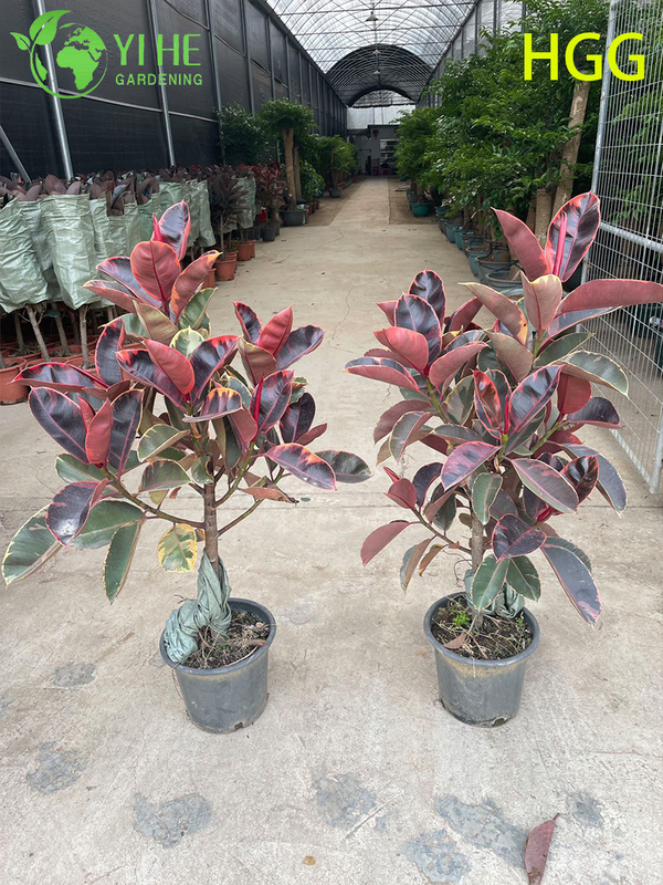 Indoor Ficus Elastica Ruby Rubber Tree Potted Decorative Plant Foliage Air Purifier