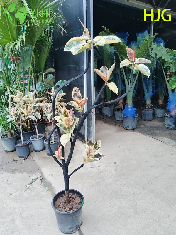 Indoor Flower Ficus Tineke Foliage Potted Decorative Green Plants