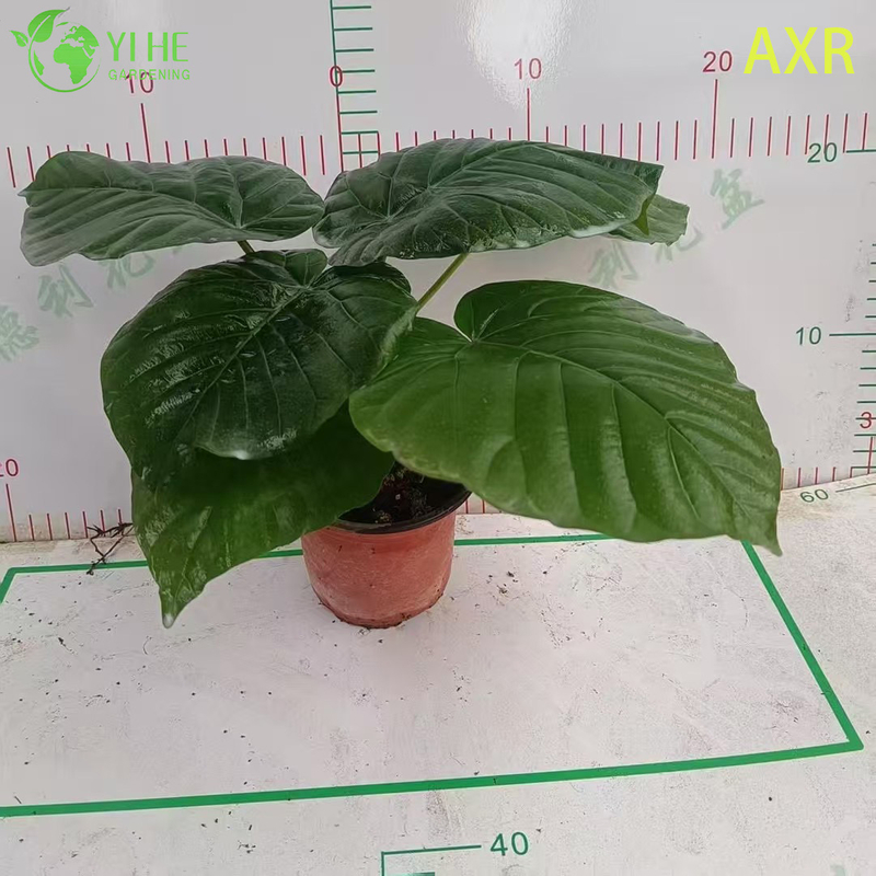 Multifunctional indoor decorative fig Ficus Umbellata indoor potted foliage plant