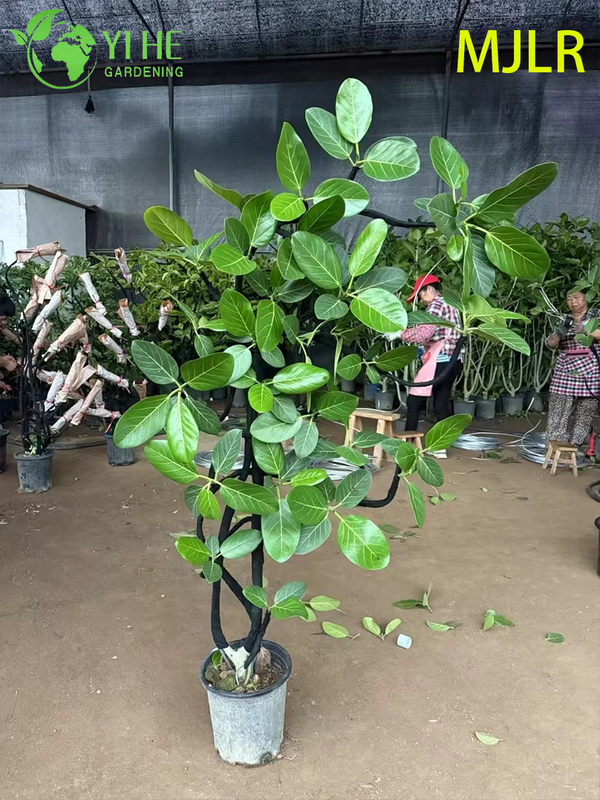Indoor Bengal Fig Ficus Bengalensis Large Foliage Potted Decorative Plant
