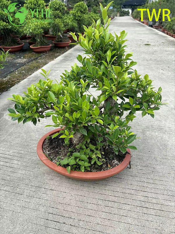 Indoor Taiwan Ficus Microcarpa Foliage Potted Decorative Green Plants