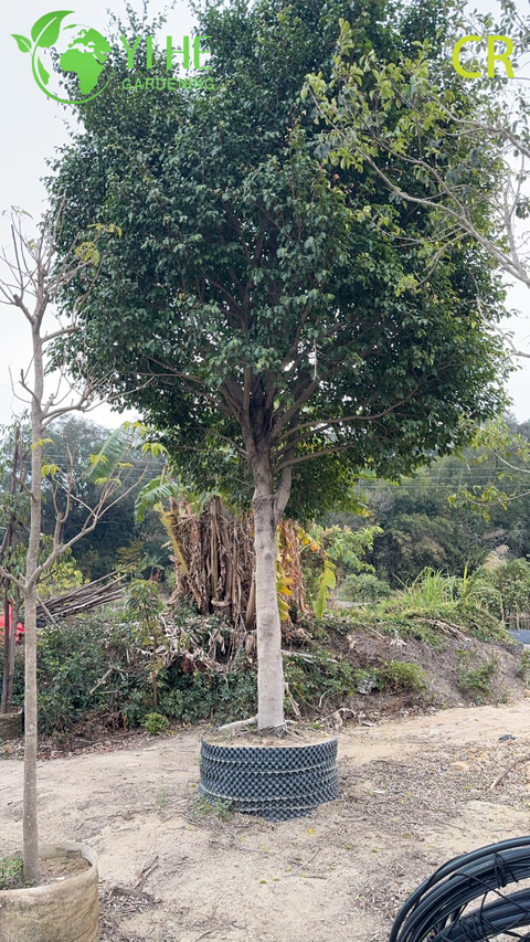 Indoor Fig Potted Decorative Plants Green Foliage Plants Air Purifier