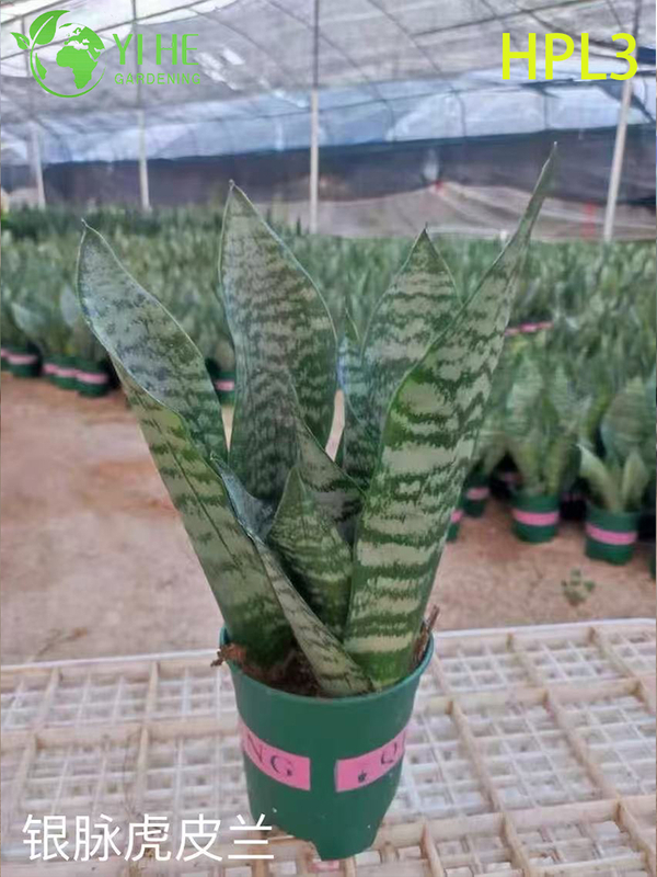Live Sansevieria Cylindrica African Spear Indoor Succulent Plant