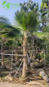 Wholesale Fiji Palm (Pritchardia Pacifica) - Large Evergreen Palms