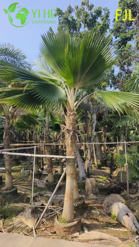Wholesale Fiji Palm (Pritchardia Pacifica) - Large Evergreen Palms