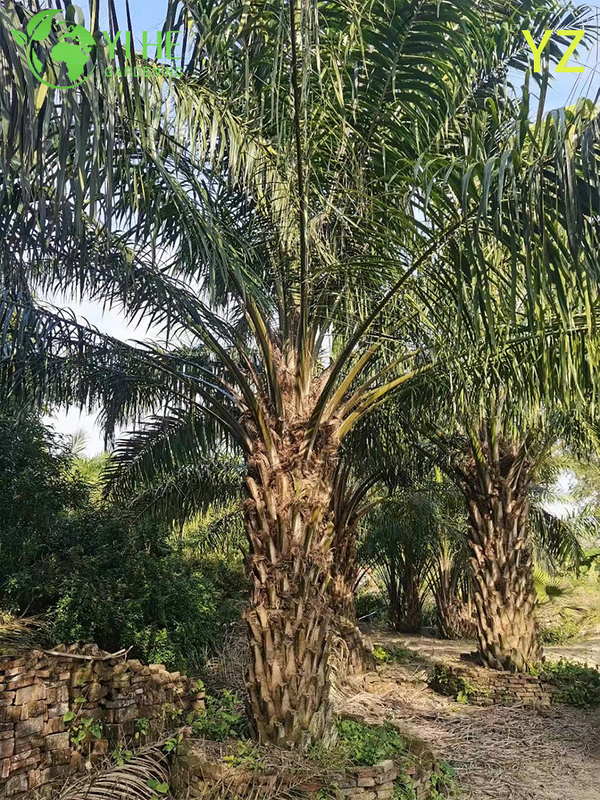 Wholesale Oil Palm (Elaeis Guineensis) - High-Yield Evergreen Palms