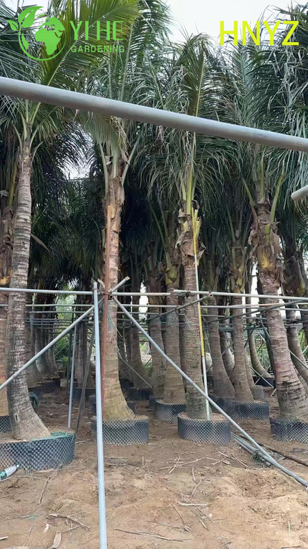 Wholesale Hainan Coconut (Cocos Nucifera) - Fruit-Bearing Evergreen Palms