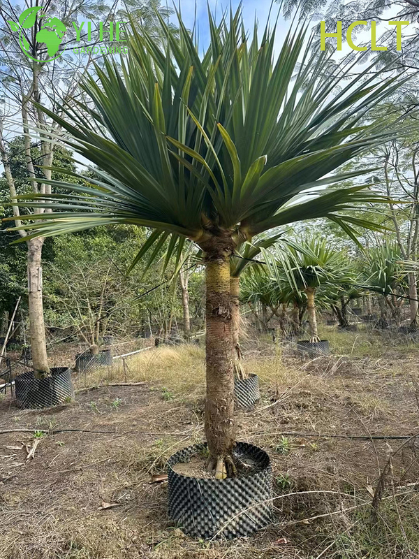 Wholesale Red-Spine Screwpine (Pandanus Utilis) - Hardy Evergreen Shrubs