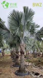 Wholesale for Outdoor Landscaping, Garden Decoration & Commercial Projects