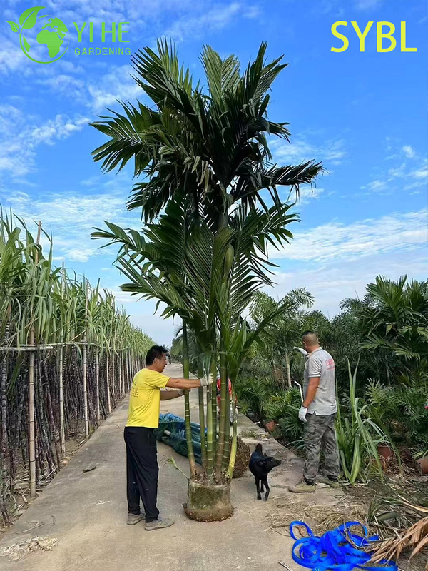 Wholesale Areca Triandra (Three-Drug Betel Palm) - Clumping Evergreen Palms