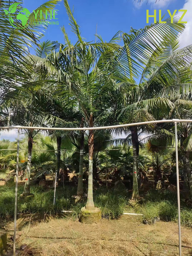Wholesale Red-Collar Palm (Dypsis Leptocheilos) - Ornamental Evergreen Palms
