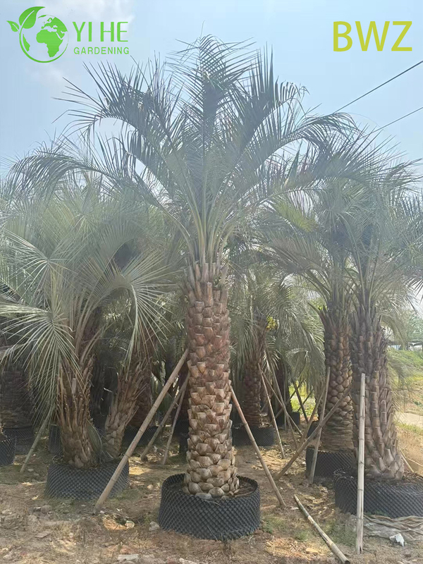 Wholesale Cold-Hardy Butia Capitata (Pindo Palm) - Evergreen Outdoor Palms