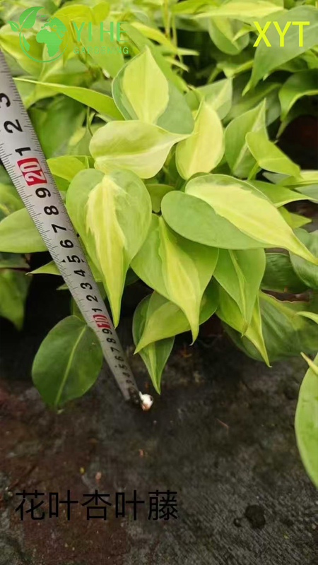 Wholesale Syngonium Podophyllum Potted Plants for Indoor Trailing Foliage Decor