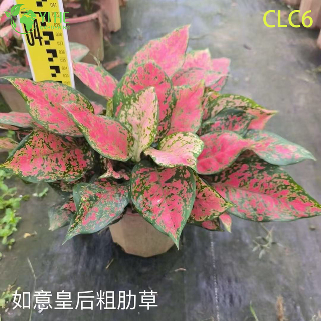 Wholesale Aglaonema Plants - Indoor Tropical Foliage for Home Office Decoration