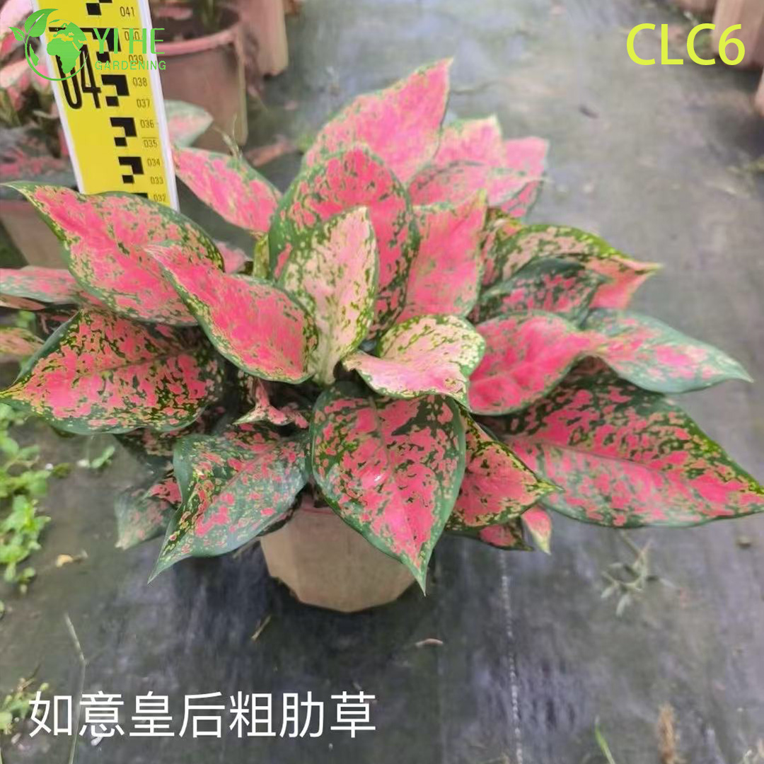 Wholesale Aglaonema Plants - Indoor Tropical Foliage for Home Office Decoration