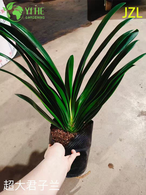 Wholesale Clivia Miniata Potted Plants for Indoor Evergreen Flowering Decor