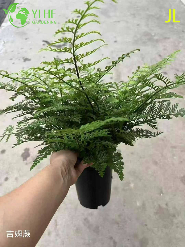 Wholesale Fern Potted Plants for Indoor Outdoor Shade Garden Foliage Decor