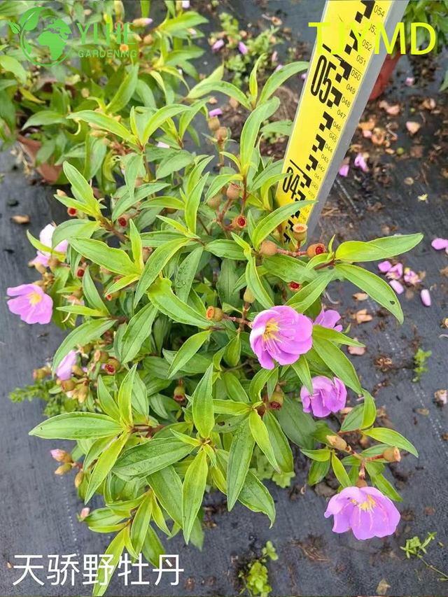Wholesale Tibouchina 'Tianjiao' Potted Plants for Outdoor Tropical Purple Flower Decor