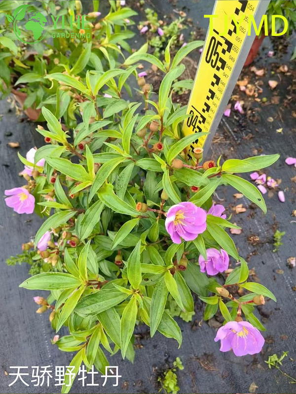 Wholesale Tibouchina 'Tianjiao' Potted Plants for Outdoor Tropical Purple Flower Decor