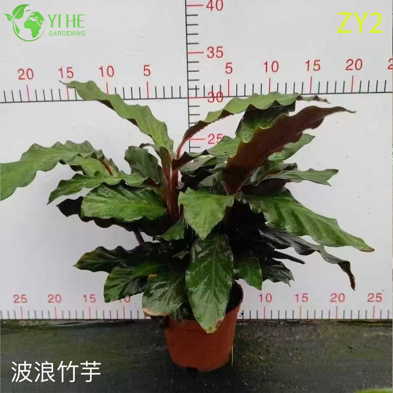 Premium Tropical Calathea Plants for Wholesale Export - Indoor Decorative Foliage