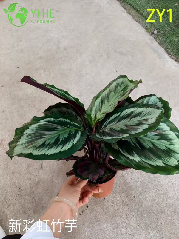 Wholesale Calathea Potted Plants for Indoor Variegated Foliage Air-Purifying Decor