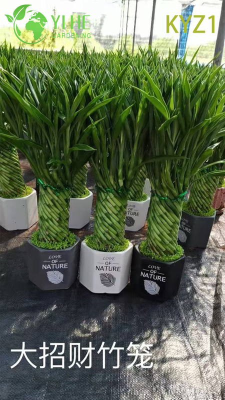 Wholesale Lucky Bamboo Dracaena Potted Plants for Indoor Decor & Gifting