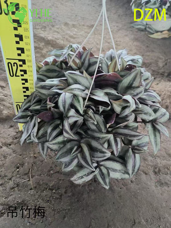 Wholesale Tradescantia Zebrina Potted Plants for Indoor Hanging Foliage Decor