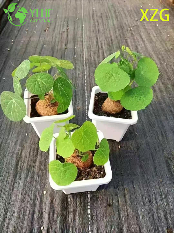 Wholesale Dioscorea Elephantipes Potted Plants for Indoor Succulent Decor & Collection