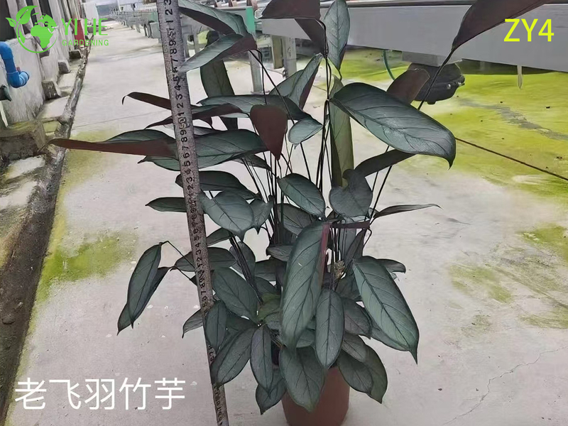 Wholesale Tropical Calathea Plants for Indoor Decoration & Commercial Landscaping