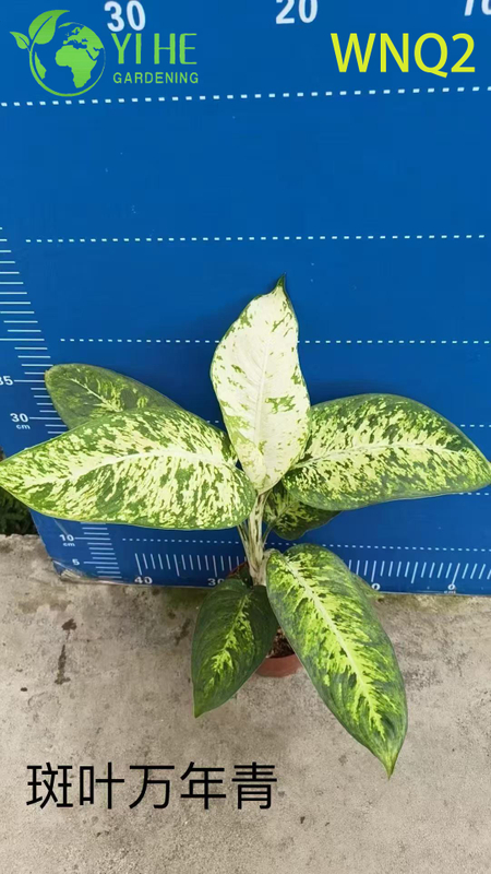 Wholesale Aglaonema Plants - Hardy Tropical Foliage for Indoor Decoration