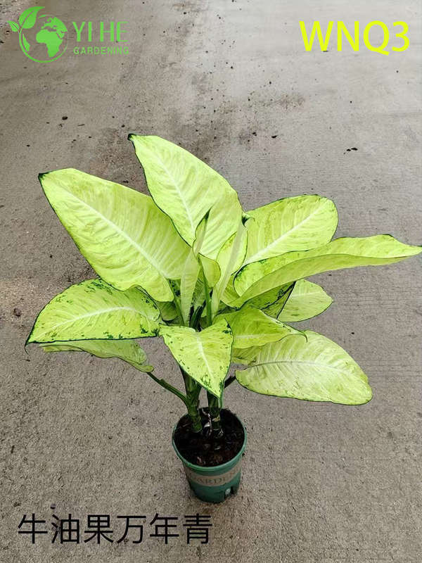 Premium Evergreen Plants for Wholesale - Indoor Outdoor Decorative Tropical Foliage