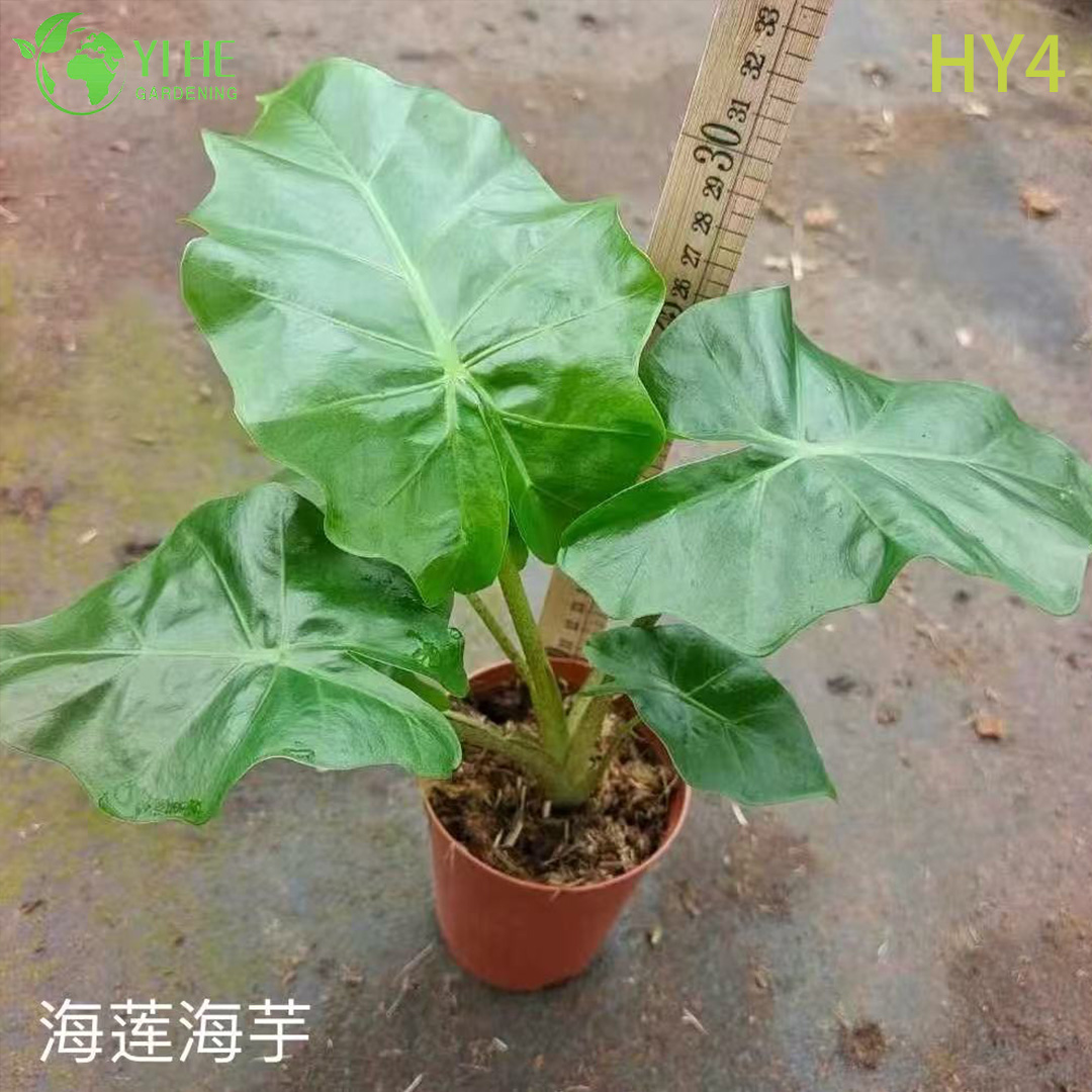 Premium Large-Sized Tropical Alocasia Plants for Wholesale Export