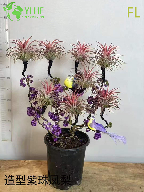 Wholesale Bromeliad Pineapple Potted Plants for Indoor Tropical Flower Decor