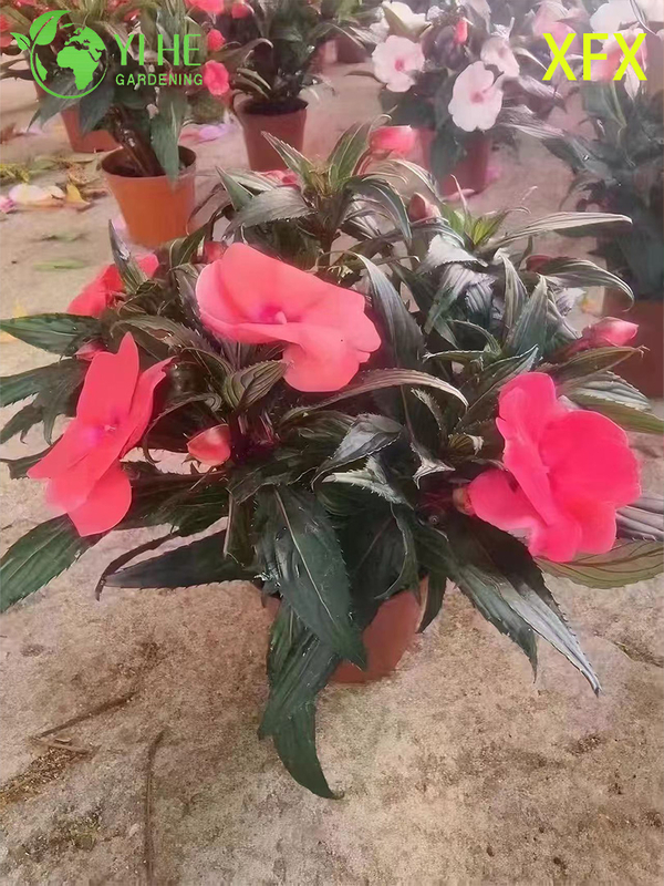 Wholesale Impatiens 'New Variety' Potted Plants for Indoor Outdoor Colorful Flower Decor