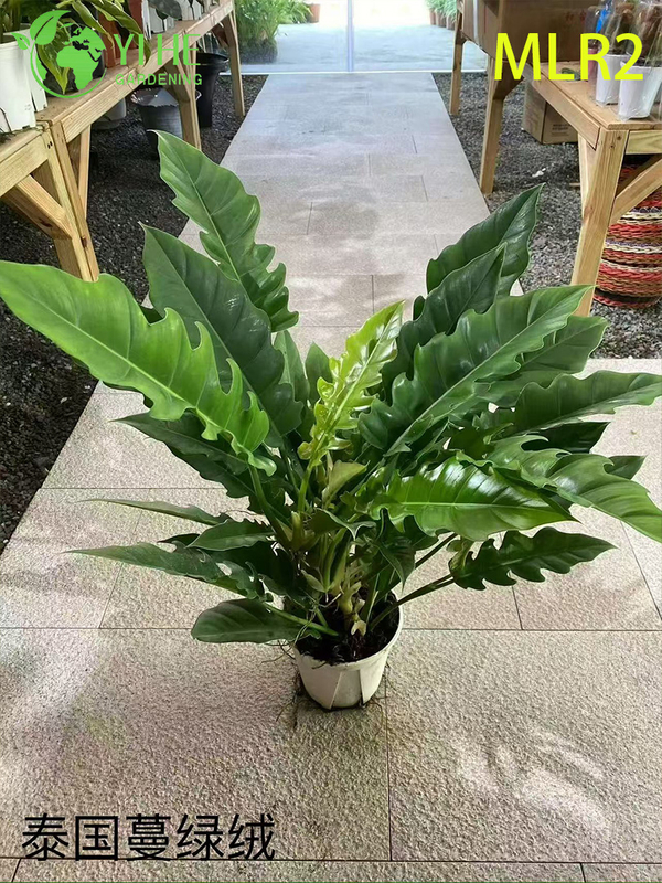 Wholesale Philodendron Plants - Tropical Foliage for Indoor Outdoor Decorative Landscaping