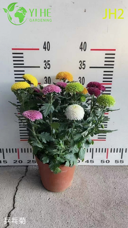 Wholesale Chrysanthemum Flowers - Colorful Fresh Cut Ornamental Potted Plants