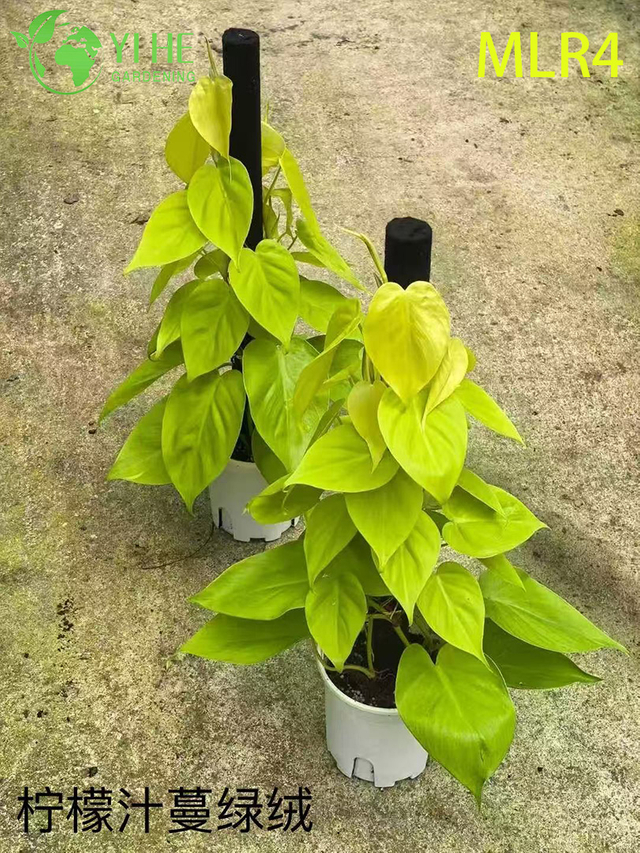 Wholesale Philodendron Plants - Indoor/Outdoor Lush Foliage Decorative Greenery