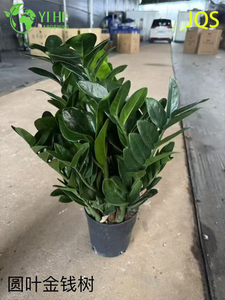 Wholesale Zamioculcas Zamiifolia Potted Plants for Indoor Low-Maintenance Decor