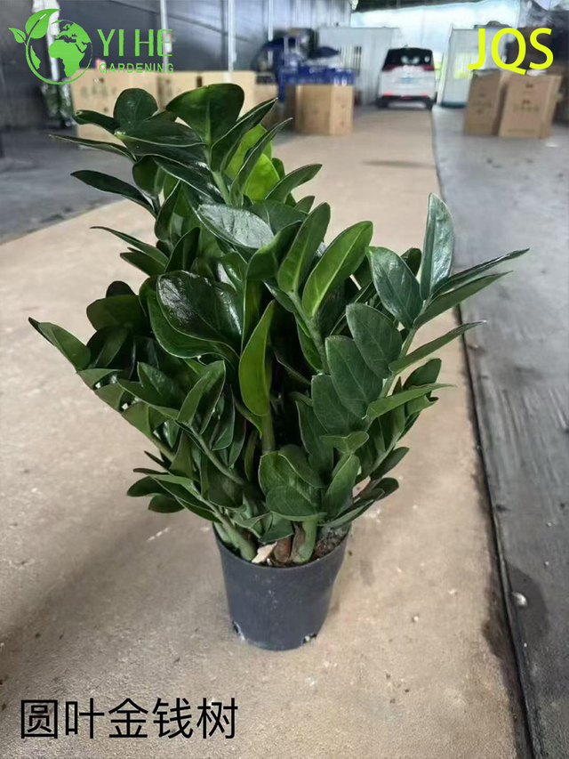 Wholesale Zamioculcas Zamiifolia Potted Plants for Indoor Low-Maintenance Decor