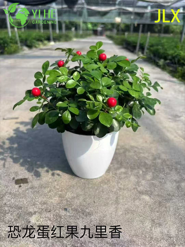 Wholesale Murraya Paniculata Potted Plants for Indoor Outdoor Fragrant Flower Decor