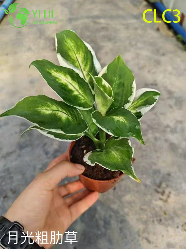 Wholesale Tropical Aglaonema Plants for Indoor Decoration & Landscaping