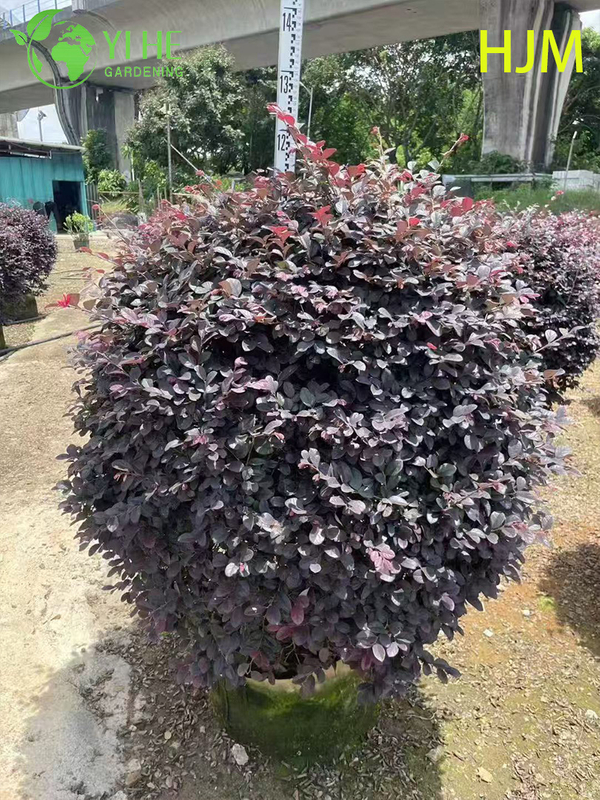 Ornamental Potted Loropetalum chinense var. rubrum for Export Plant