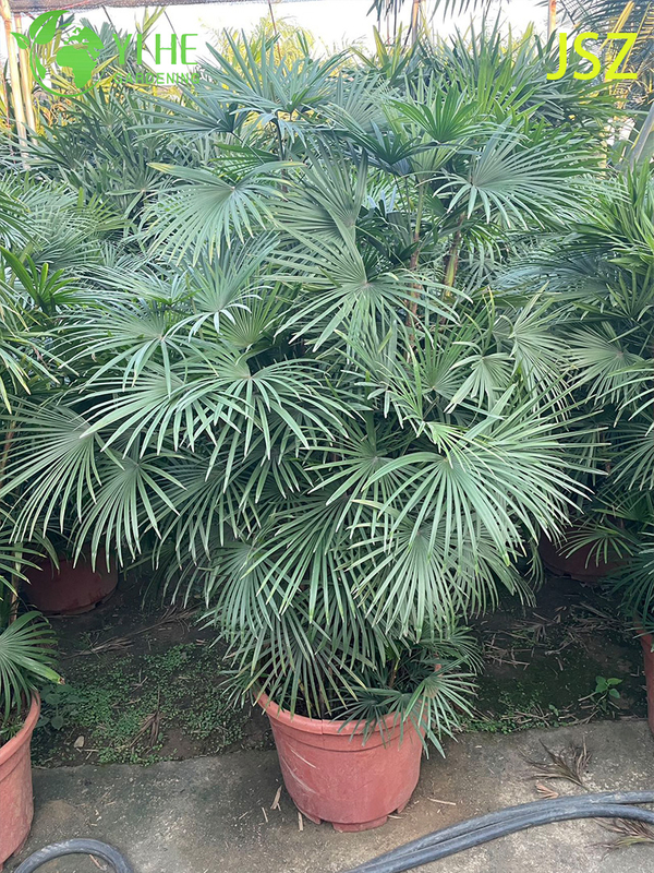 Ornamental Potted Rhapis multifida Burr. for Export Plant